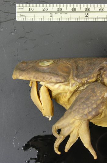 Media type: image; Herpetology A-10337